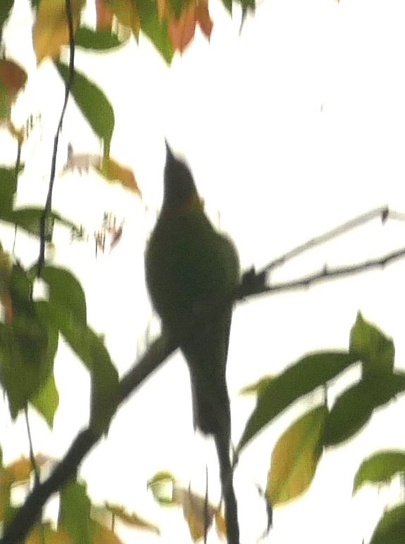 Golden-fronted Leafbird - ML618754543
