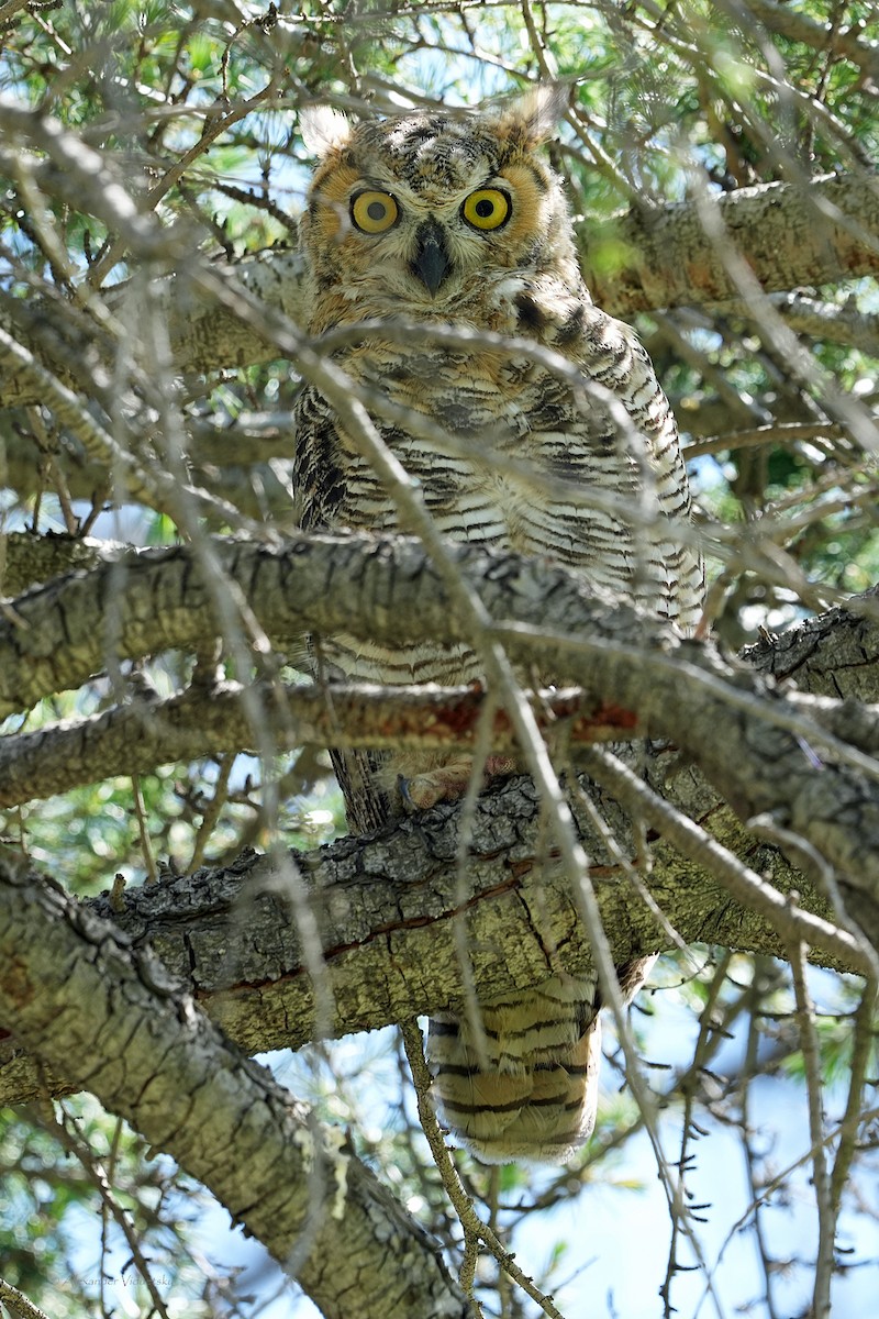 Great Horned Owl - ML618754553