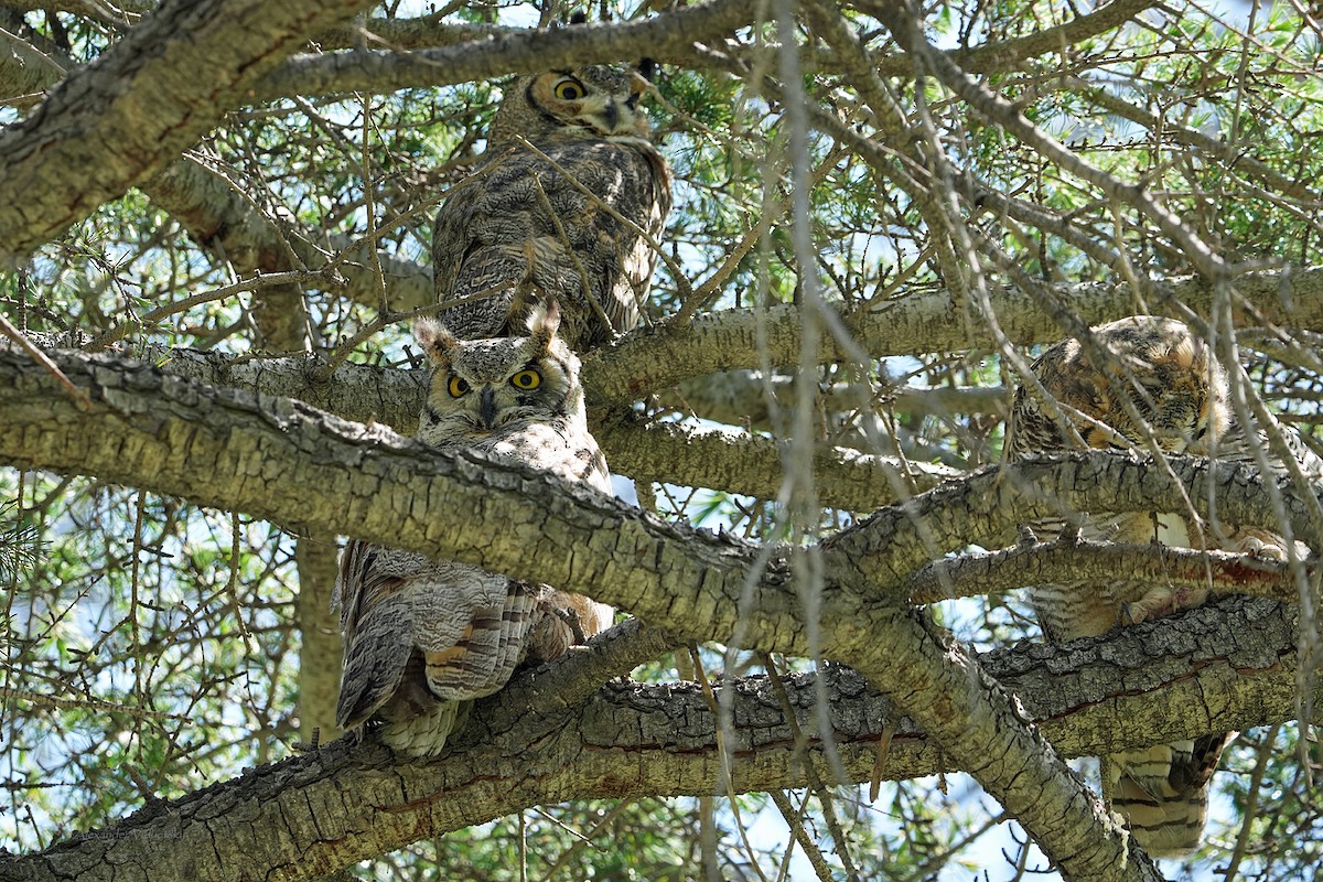 Great Horned Owl - ML618754554