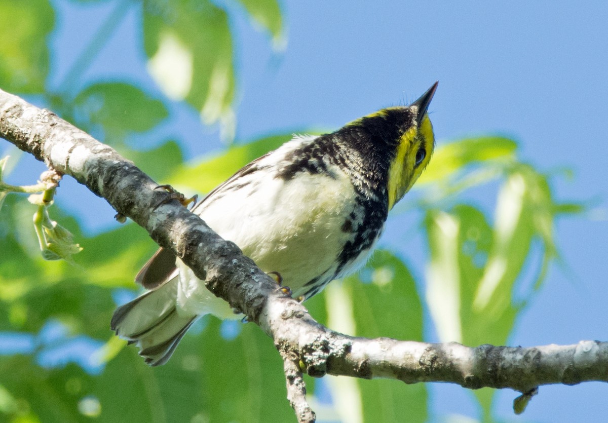 Black-throated Green Warbler - Jack and Shirley Foreman