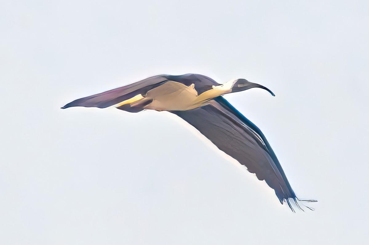 ibis slámokrký - ML618754580