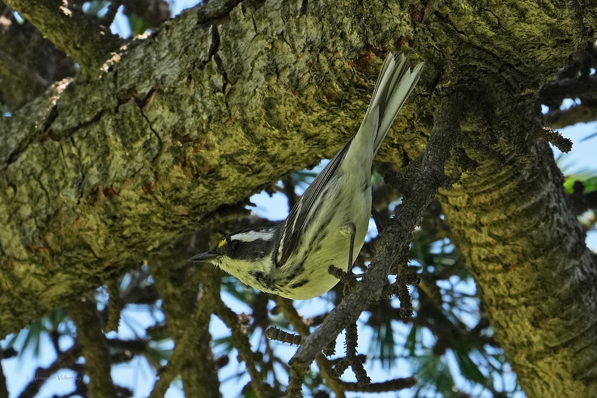 Black-throated Gray Warbler - ML618754594