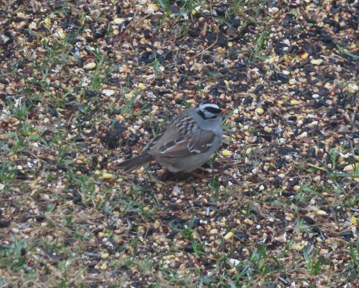 White-crowned Sparrow - ML618754597