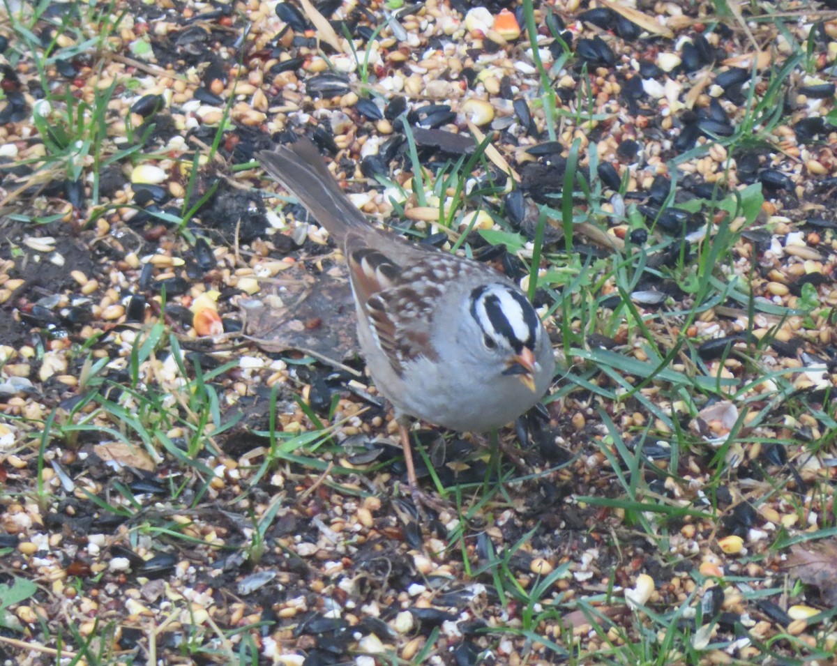 White-crowned Sparrow - ML618754600