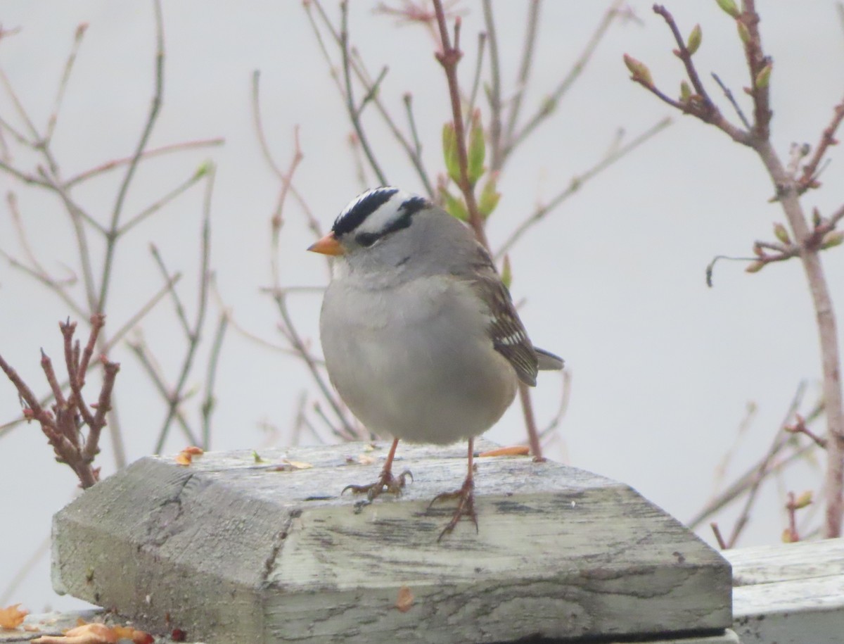 White-crowned Sparrow - ML618754604