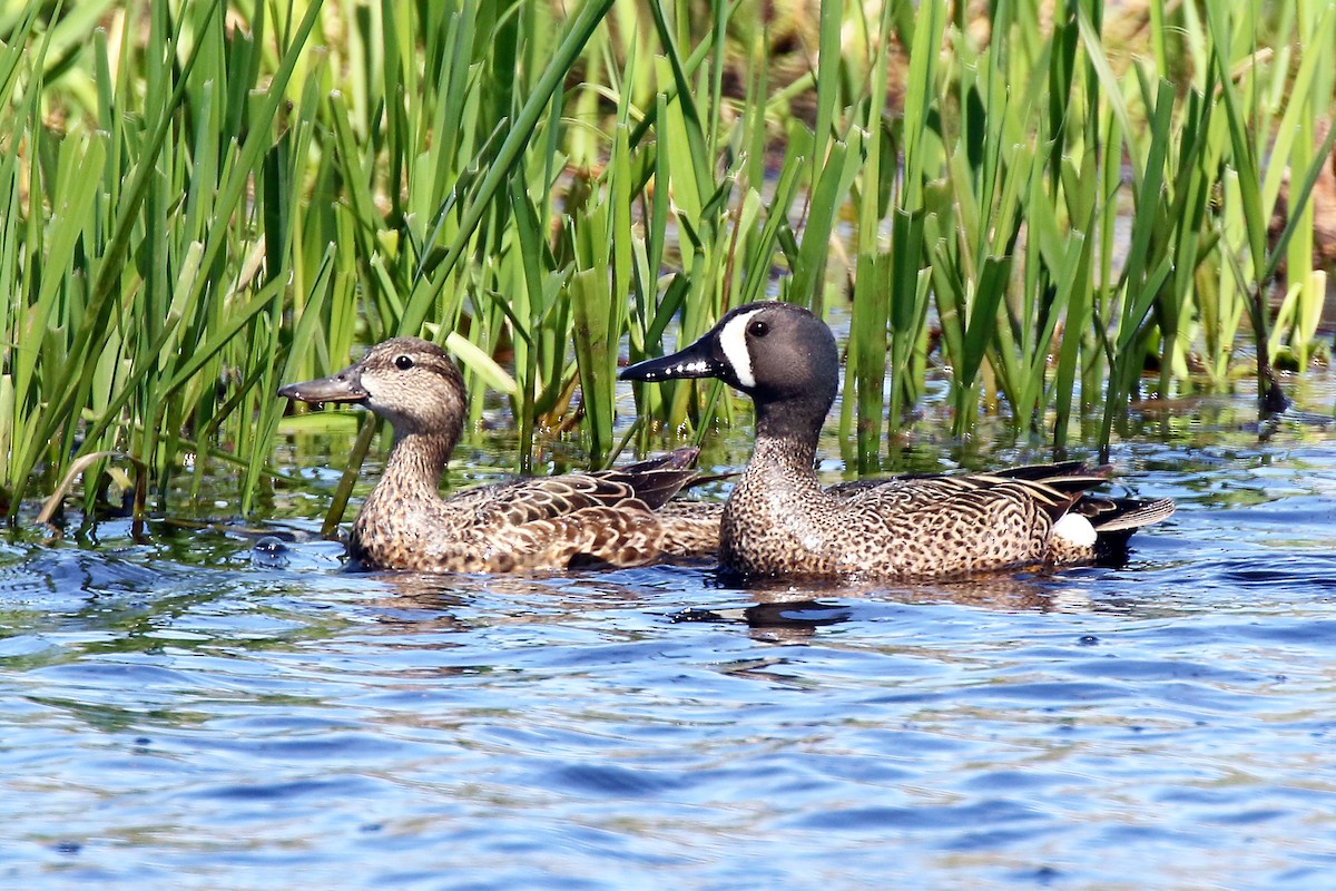 Blue-winged Teal - ML618754605