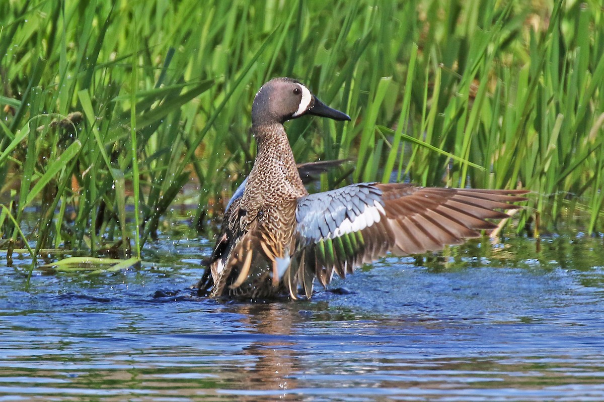 Blue-winged Teal - ML618754610