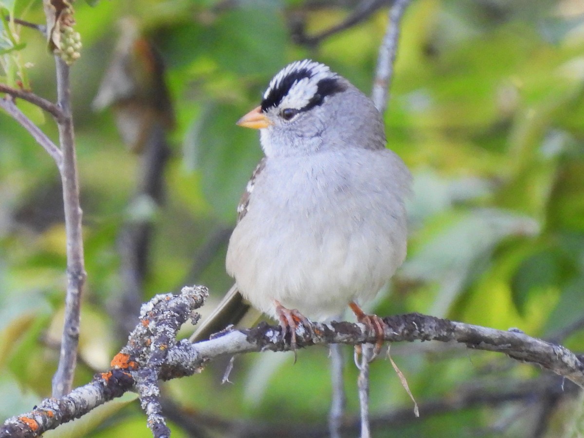 White-crowned Sparrow - ML618754616