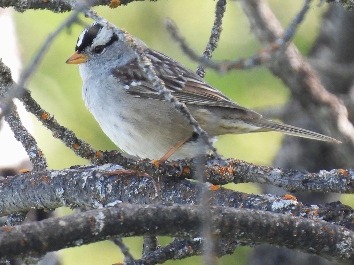 White-crowned Sparrow - ML618754617