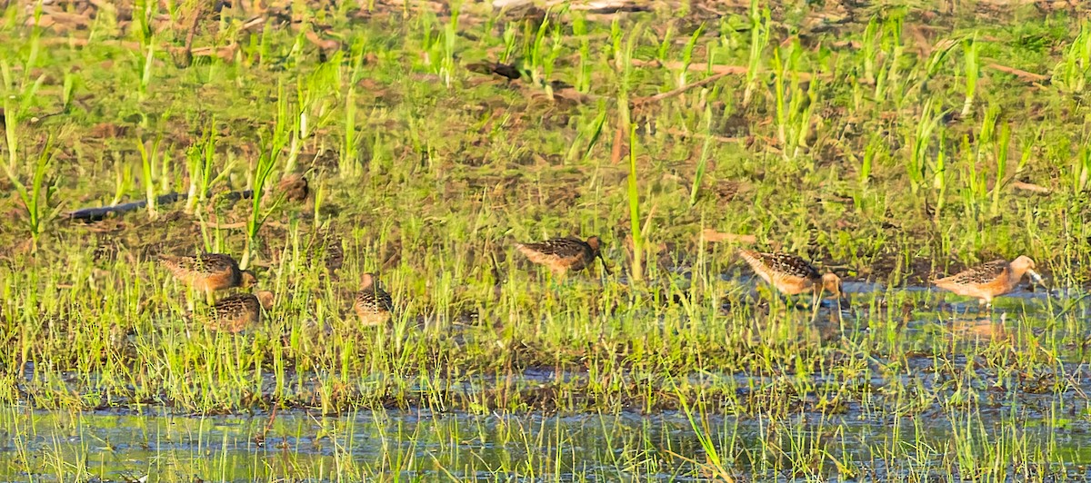 Long-billed Dowitcher - ML618754620