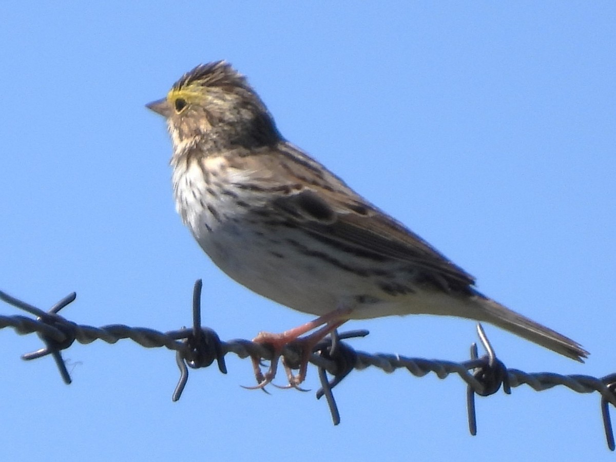 Savannah Sparrow - ML618754633