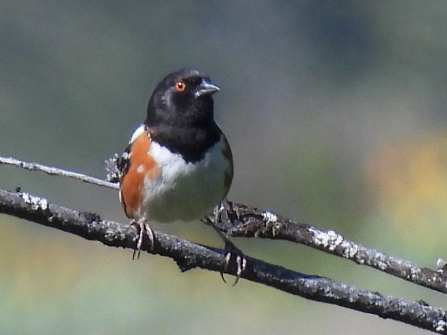 Spotted Towhee - ML618754637