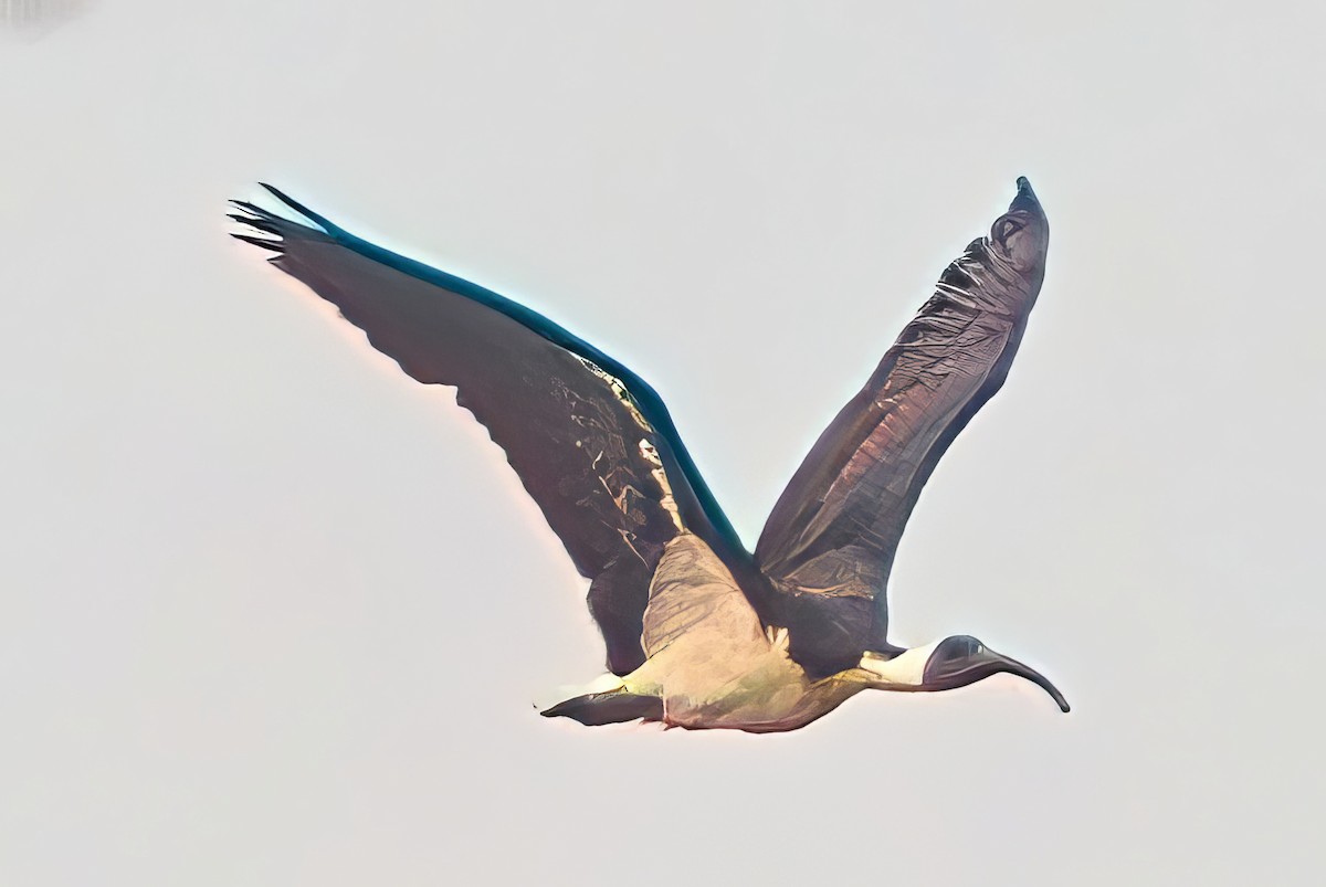 ibis slámokrký - ML618754638
