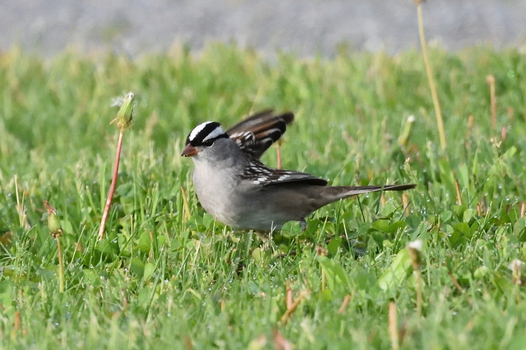 White-crowned Sparrow - ML618754674