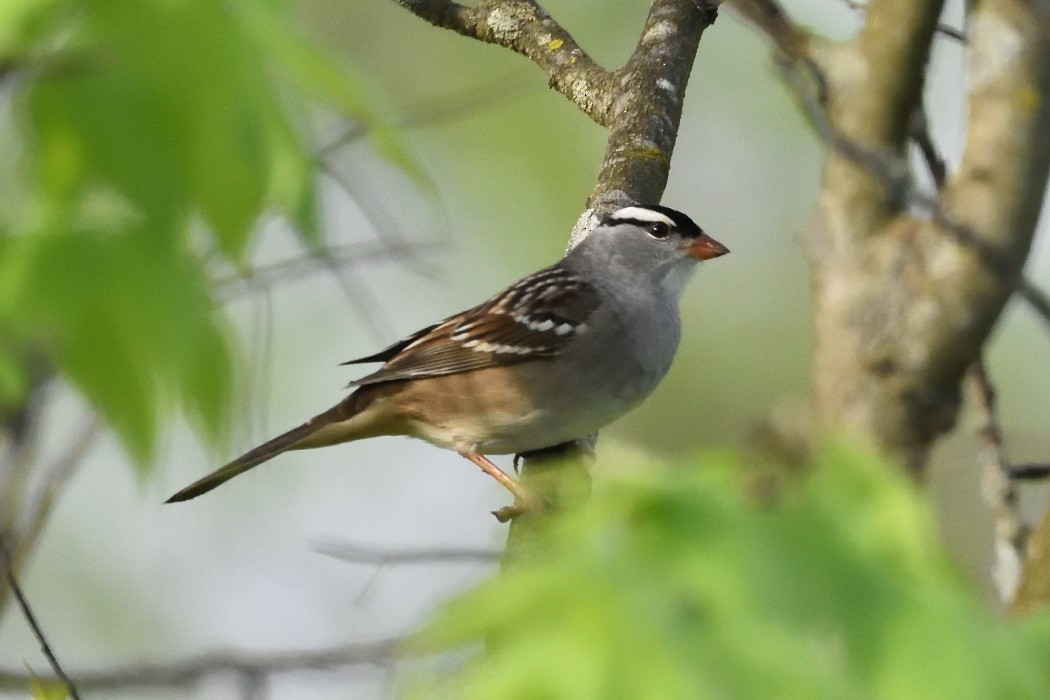 White-crowned Sparrow - ML618754676