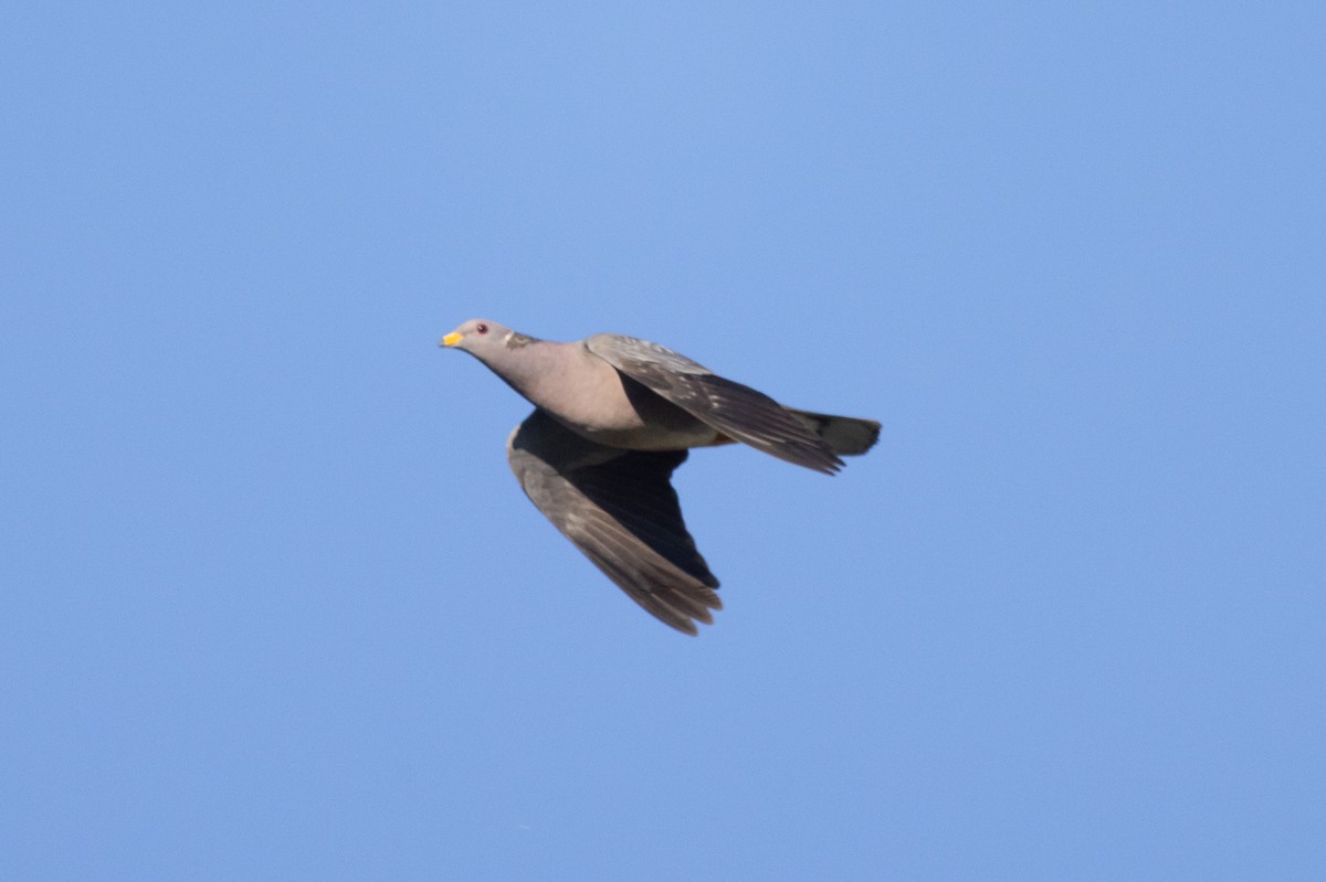 Band-tailed Pigeon - ML618754680