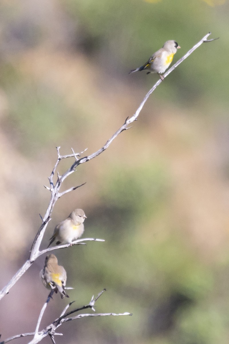 Lawrence's Goldfinch - ML618754689