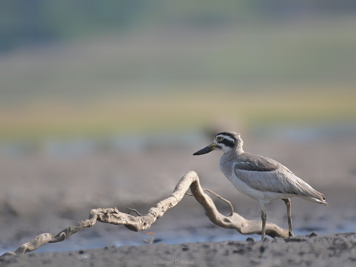 Great Thick-knee - ML618754713