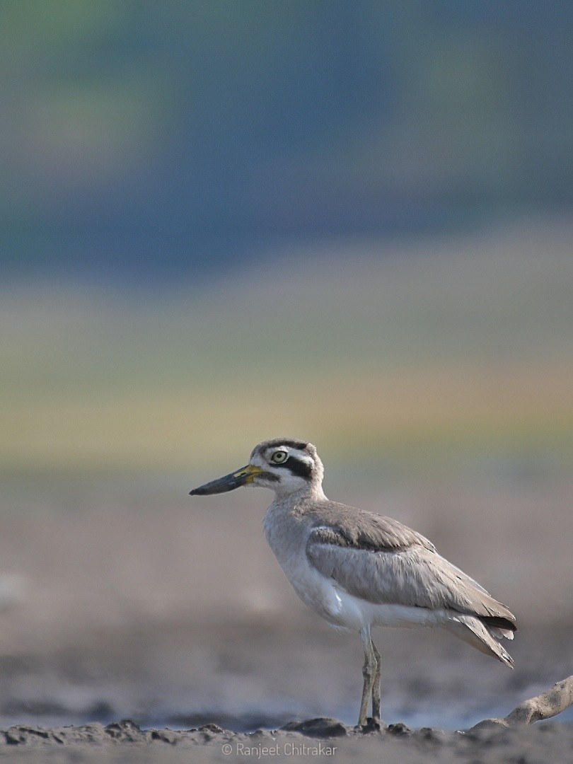 Great Thick-knee - ML618754714