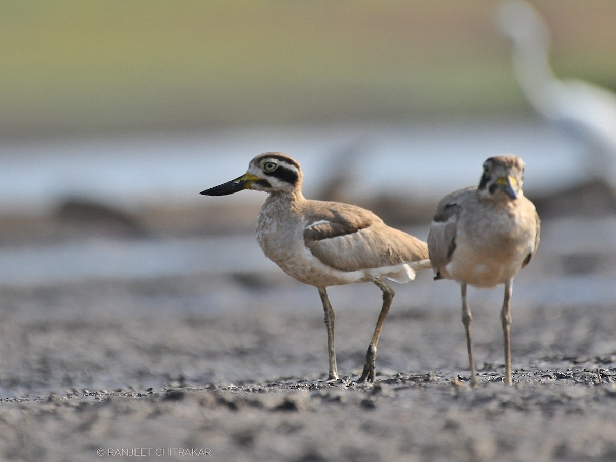Great Thick-knee - ML618754715