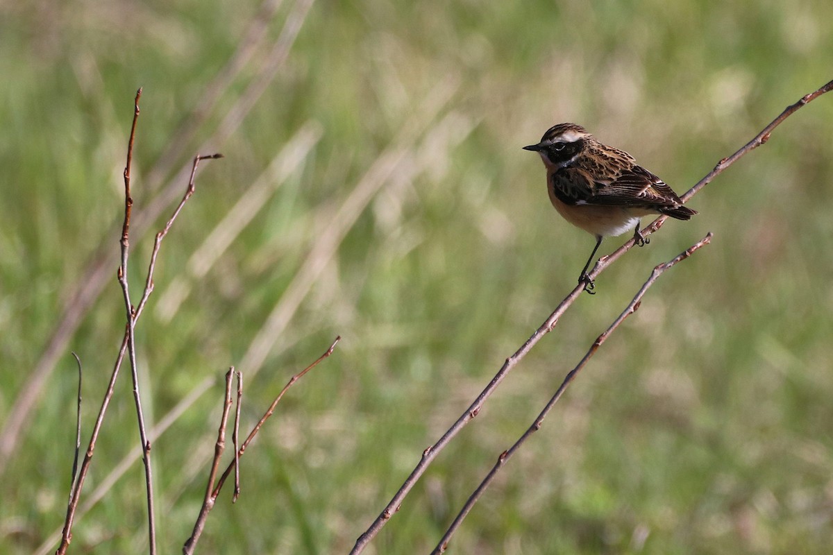 Whinchat - ML618754728