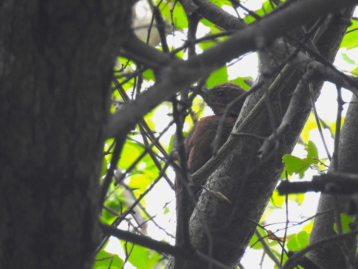 Rufous Woodpecker - ML618754735