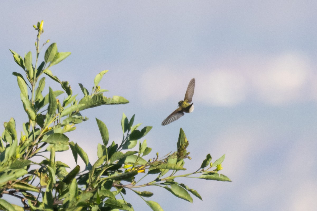 Kara Boğazlı Kolibri - ML618754736