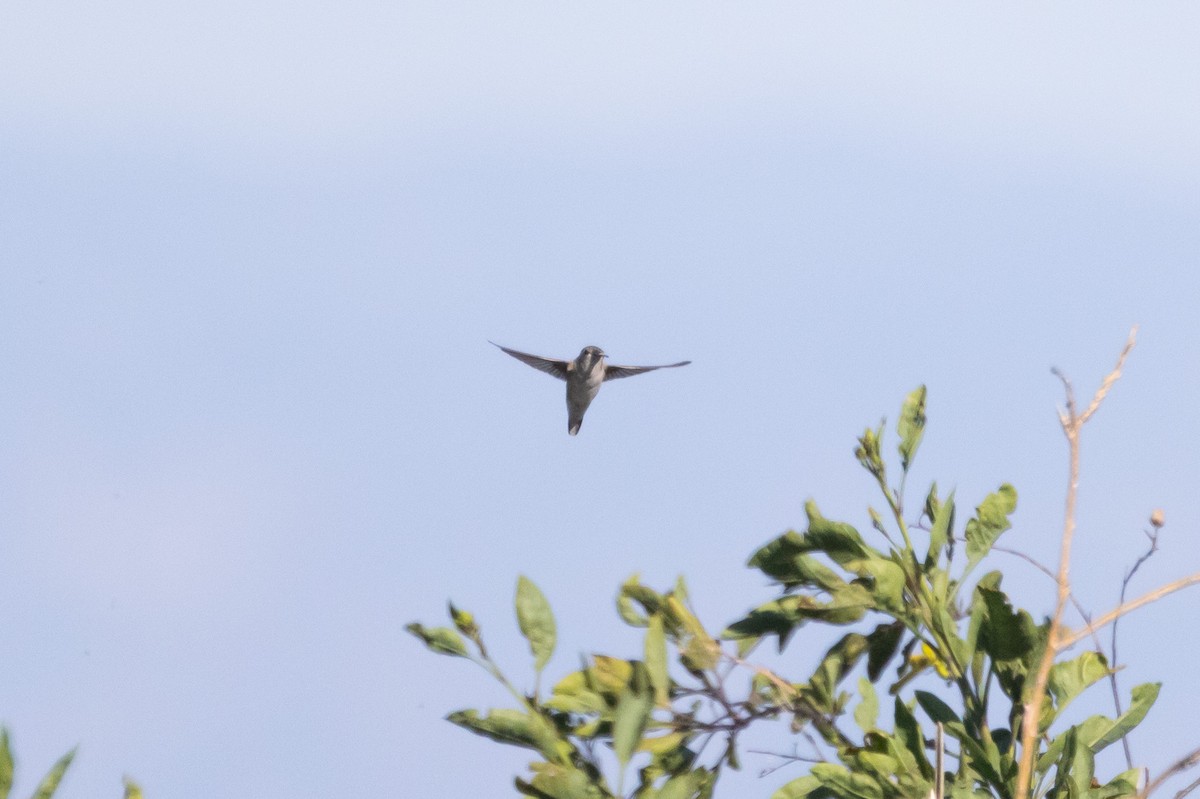 Black-chinned Hummingbird - ML618754737