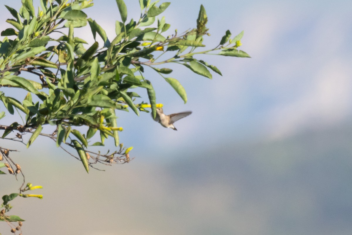 Kara Boğazlı Kolibri - ML618754738