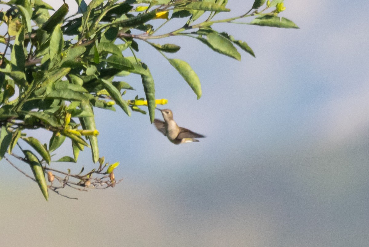 hummingbird sp. - ML618754739