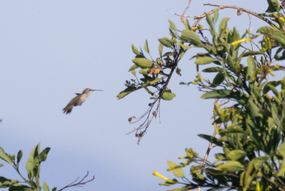 Black-chinned Hummingbird - ML618754740