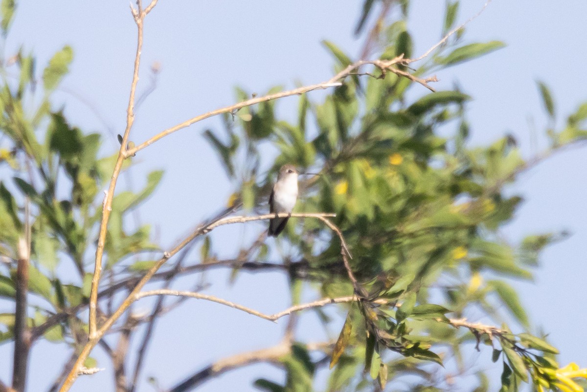 Kara Boğazlı Kolibri - ML618754741