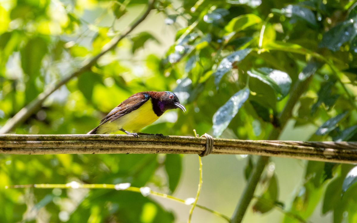 Purple-rumped Sunbird - Adithya Bhat