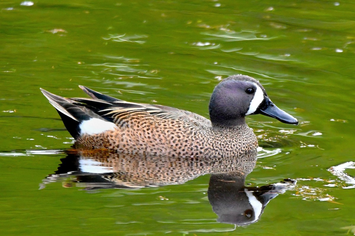 Blue-winged Teal - ML618754764