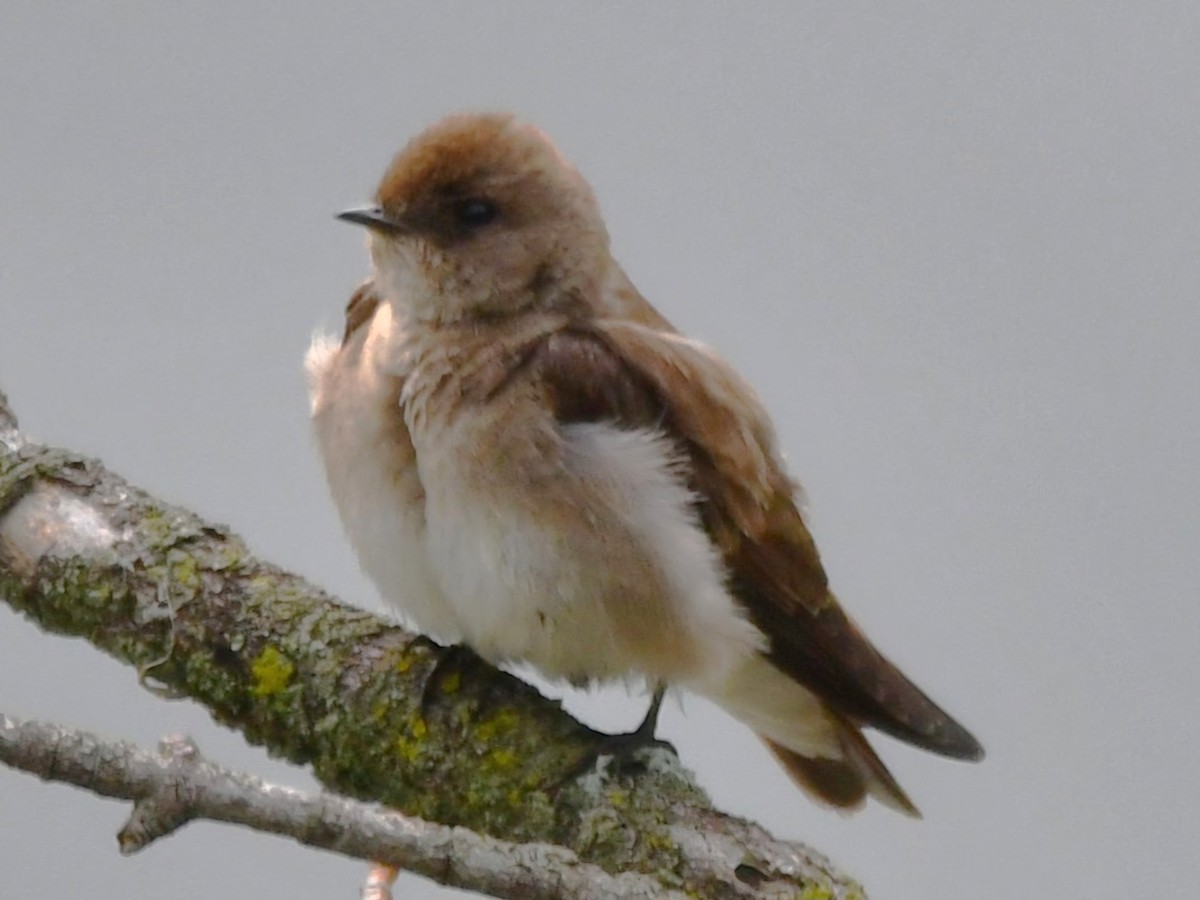 Northern Rough-winged Swallow - ML618754767