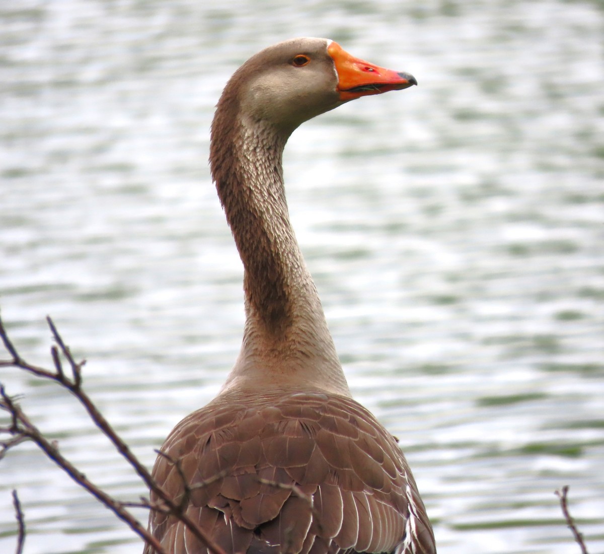 Graylag x Swan Goose (hybrid) - ML618754771