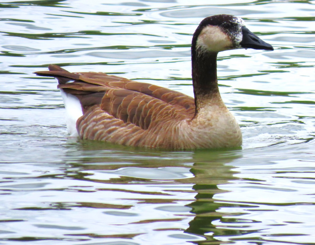 Greater White-fronted x Canada Goose (hybrid) - ML618754777