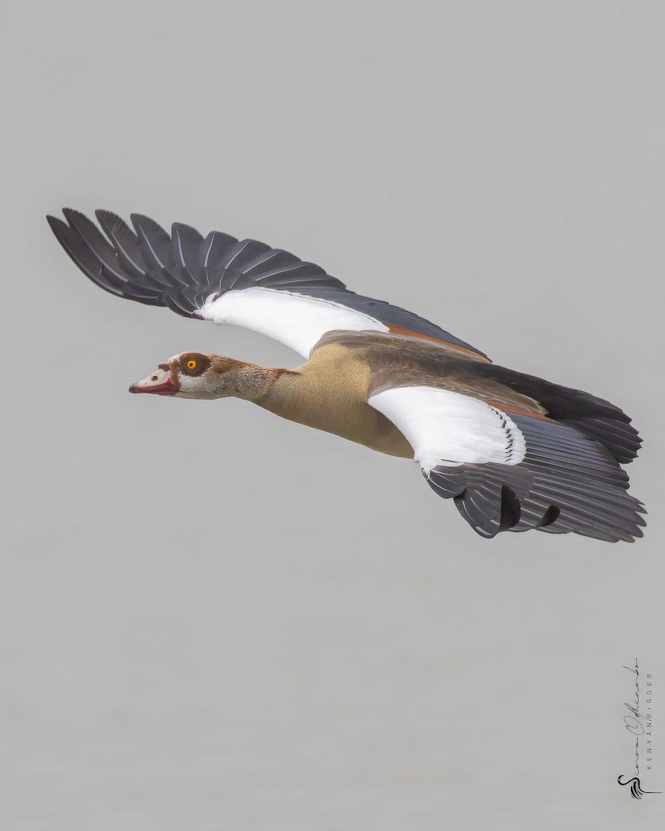 Egyptian Goose - ML618754837