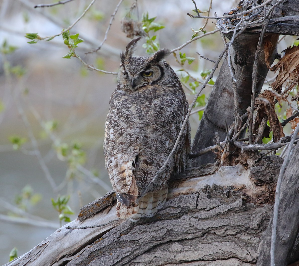 Great Horned Owl - ML618754856