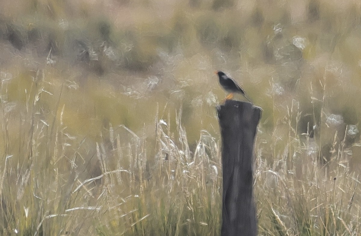 Band-tailed Sierra Finch - ML618754859