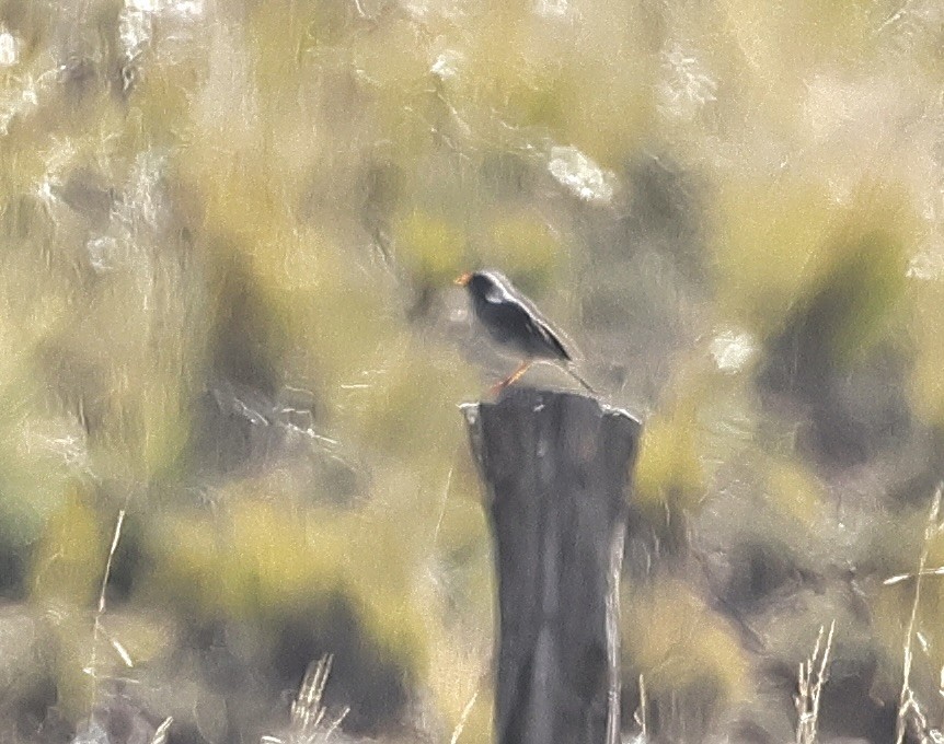 Band-tailed Sierra Finch - ML618754862