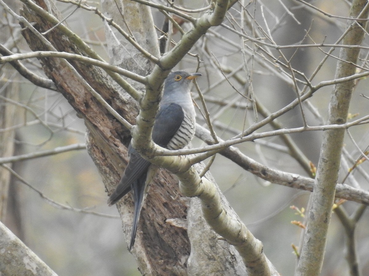 Common Cuckoo - Shilpita Mandal