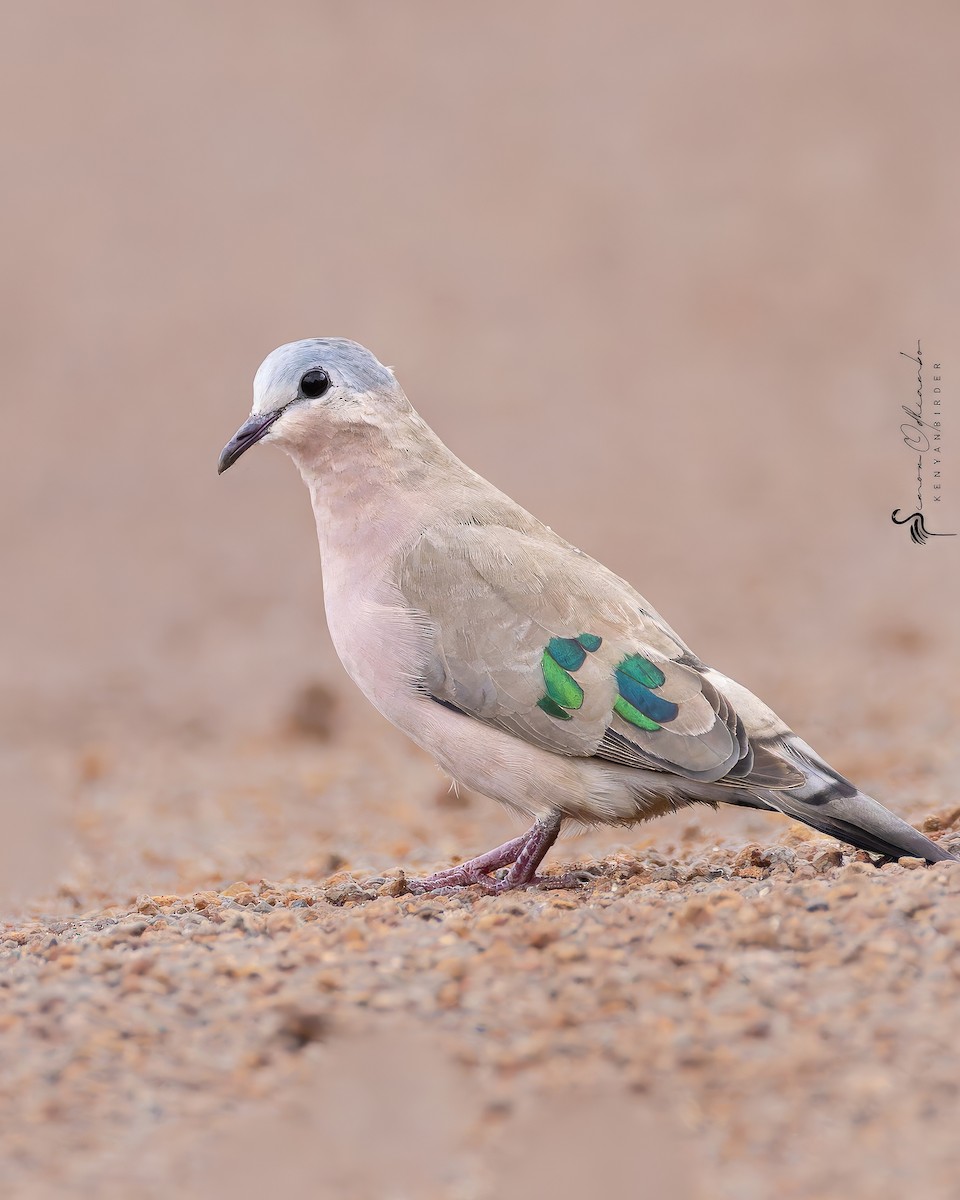 Emerald-spotted Wood-Dove - ML618754869