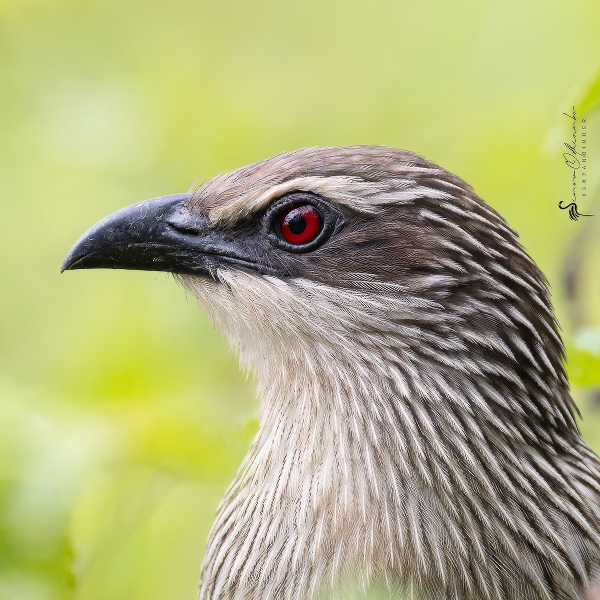 White-browed Coucal - ML618754871