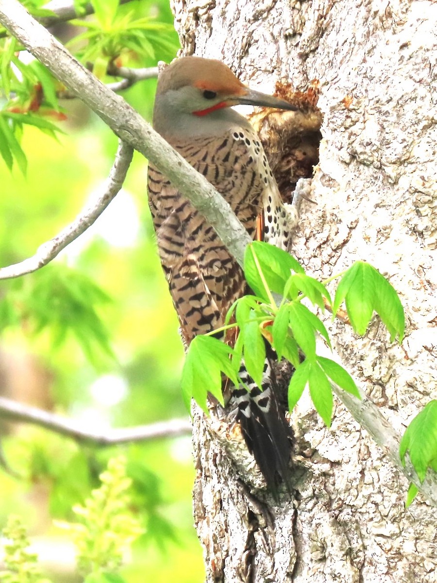 Northern Flicker (Red-shafted) - ML618754894