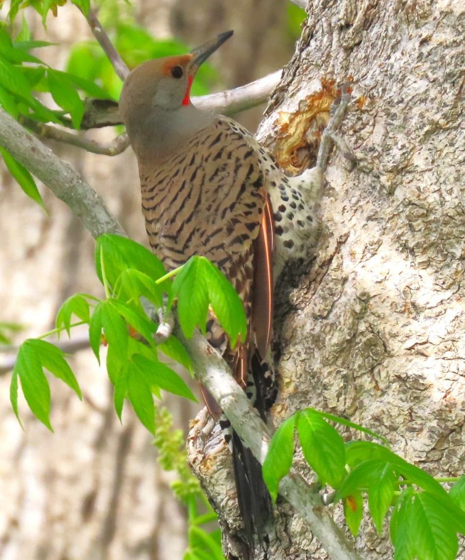 Northern Flicker (Red-shafted) - ML618754895