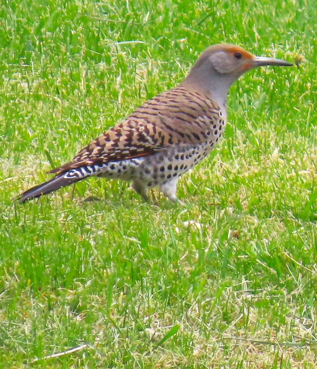 Northern Flicker (Red-shafted) - ML618754896