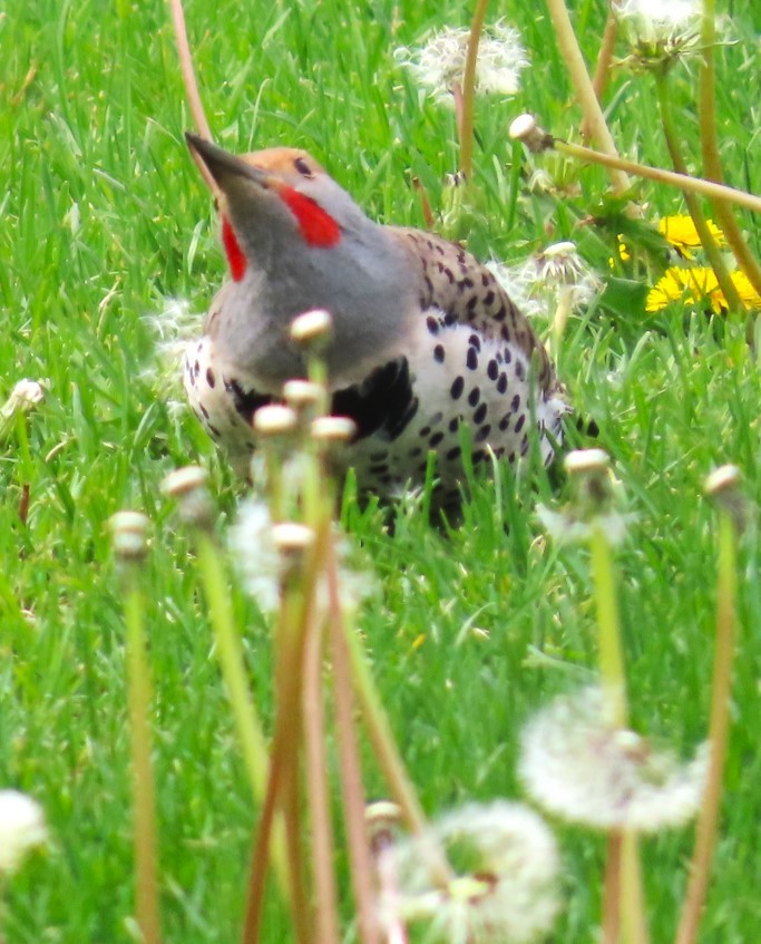 Northern Flicker (Red-shafted) - ML618754897