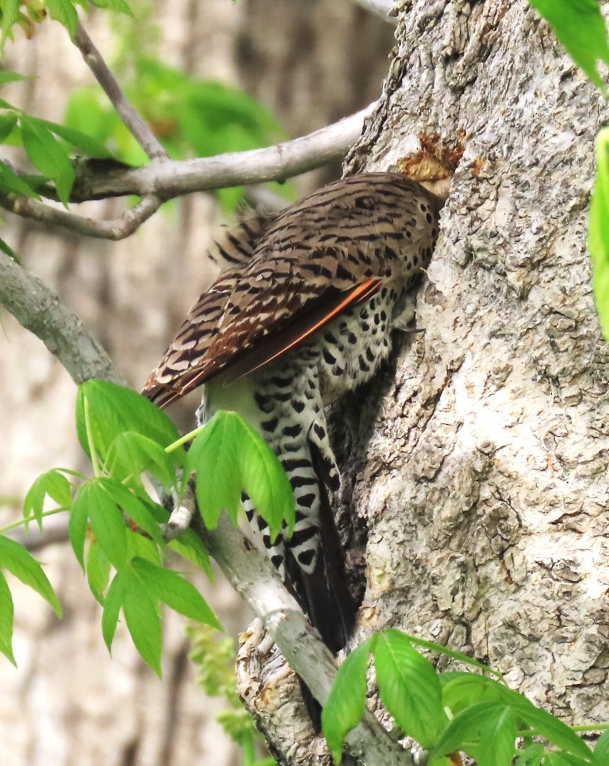 Northern Flicker (Red-shafted) - ML618754899