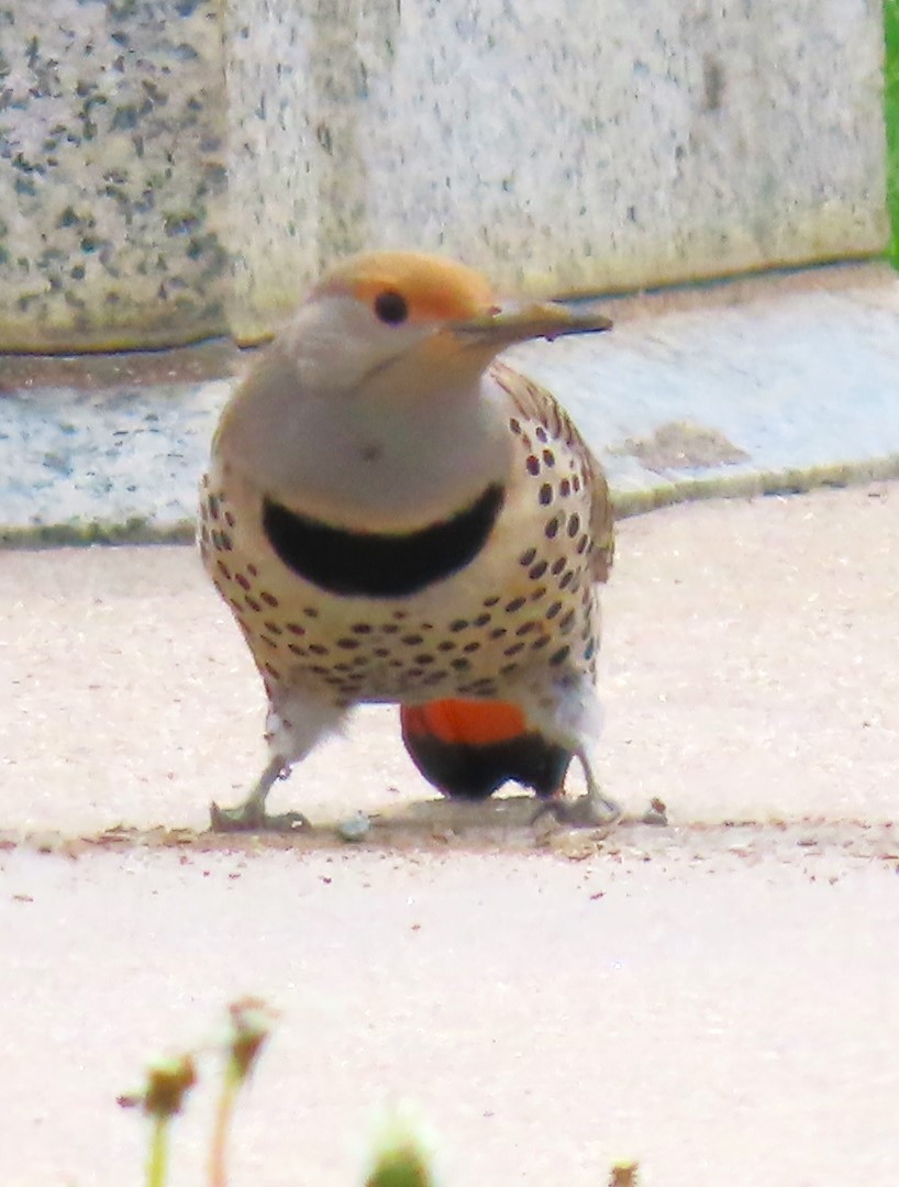 Northern Flicker (Red-shafted) - ML618754900